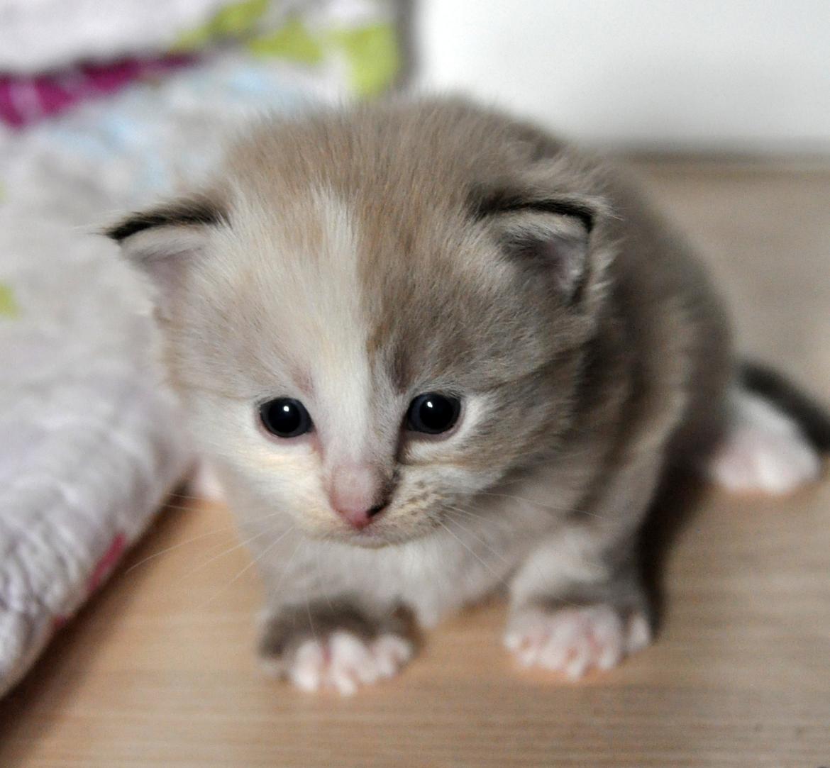 Ragdoll Shady Acres Sweet Dakota billede 7