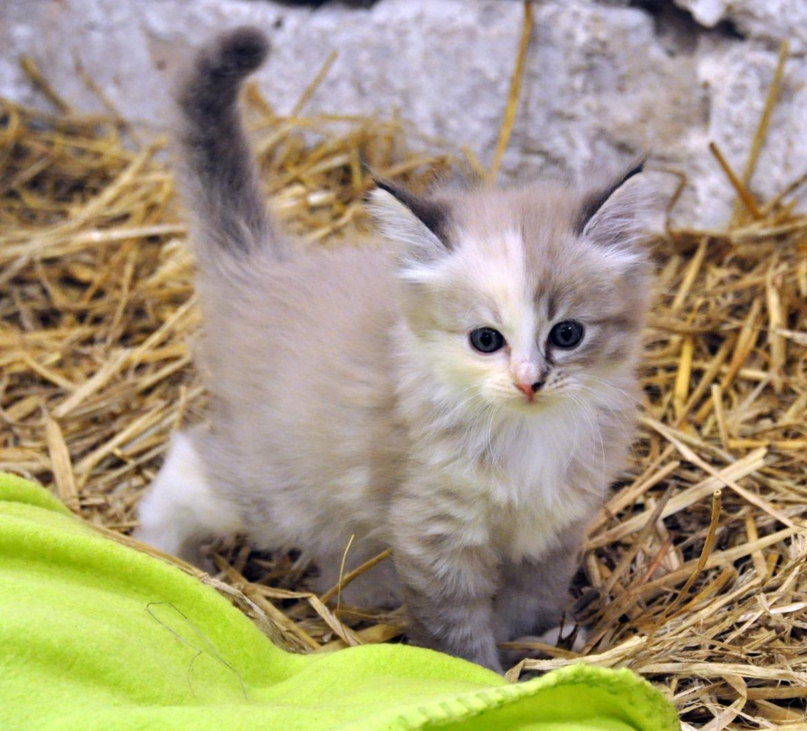 Ragdoll Shady Acres Sweet Dakota billede 3