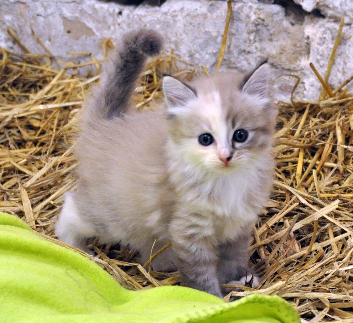 Ragdoll Shady Acres Sweet Dakota billede 2