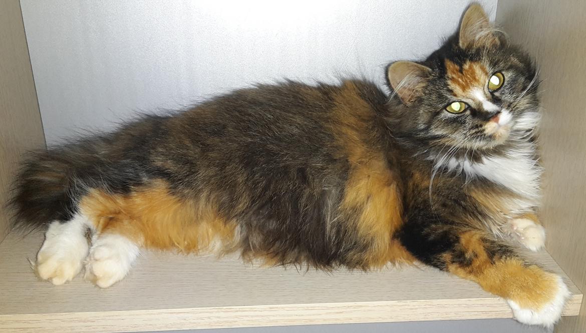 Blanding af racer Bell billede 2