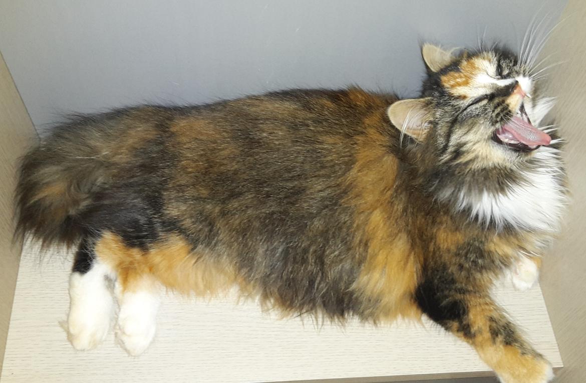 Blanding af racer Bell billede 4