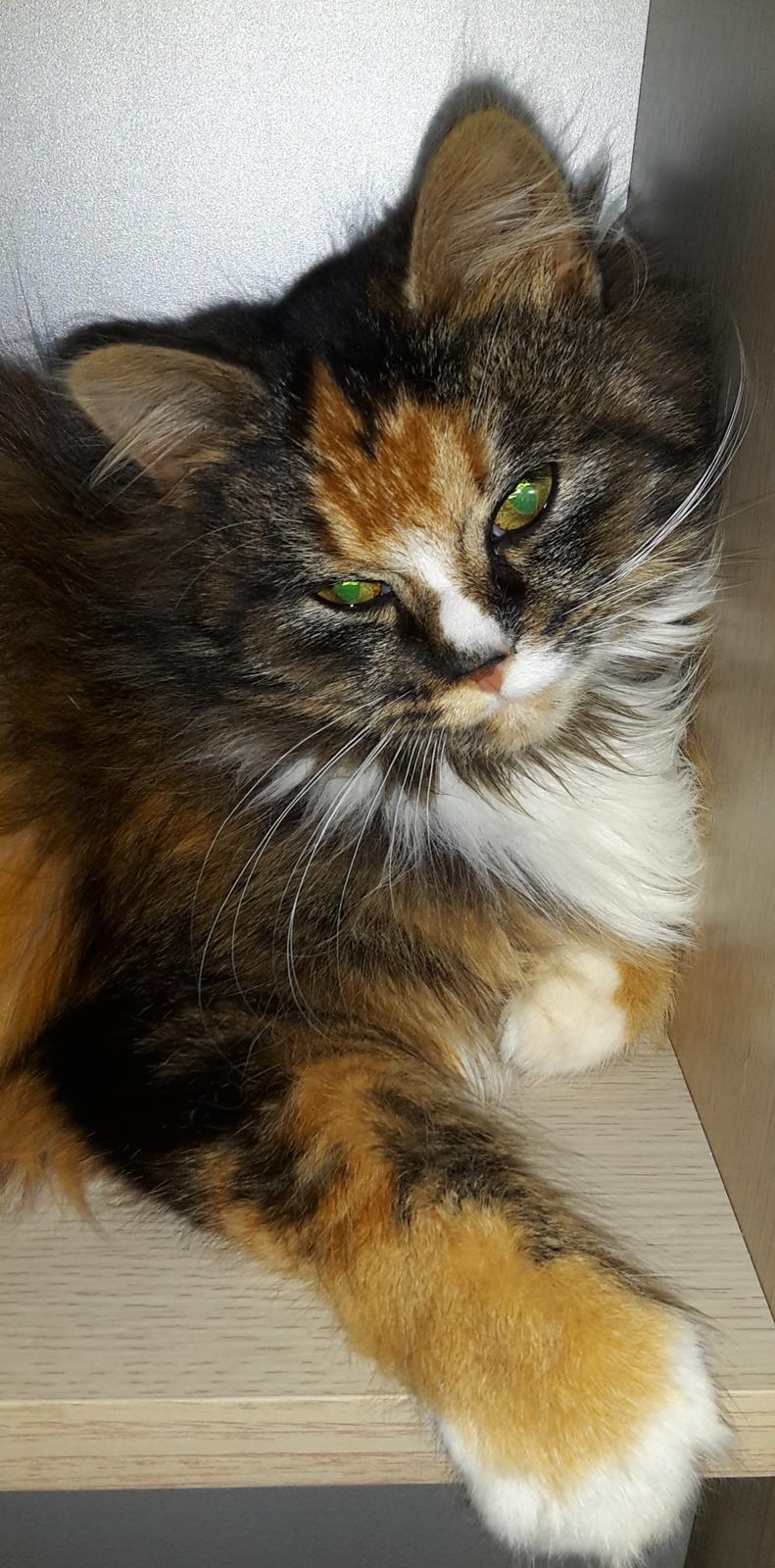 Blanding af racer Bell billede 1