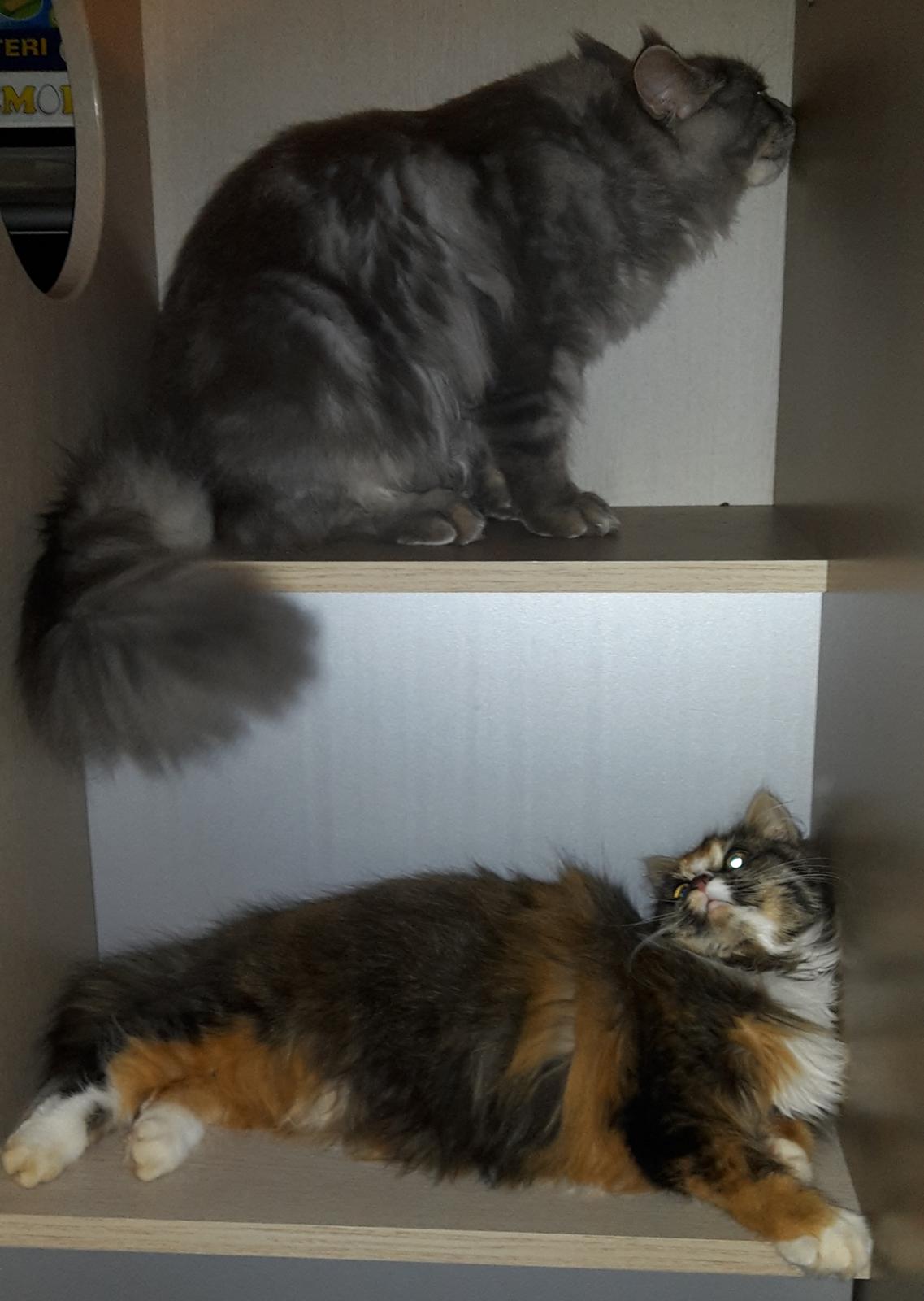 Blanding af racer Bell billede 27