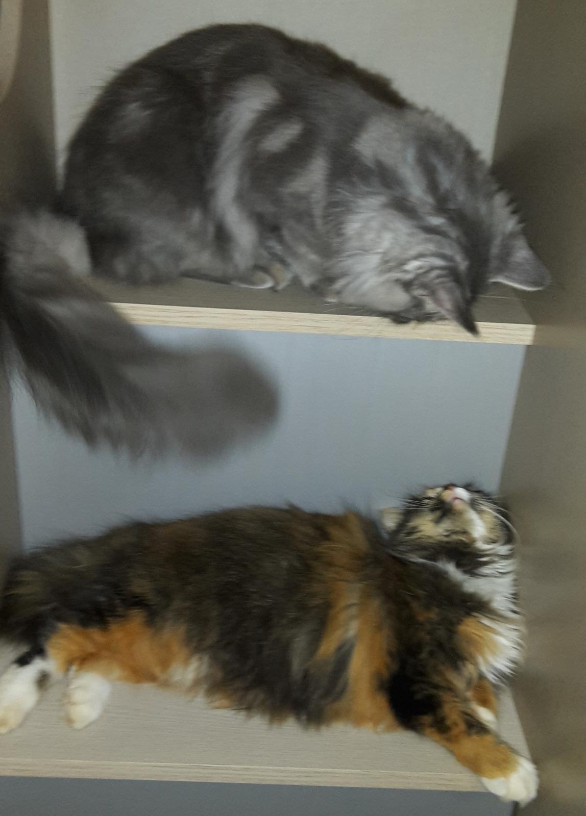 Blanding af racer Bell billede 28