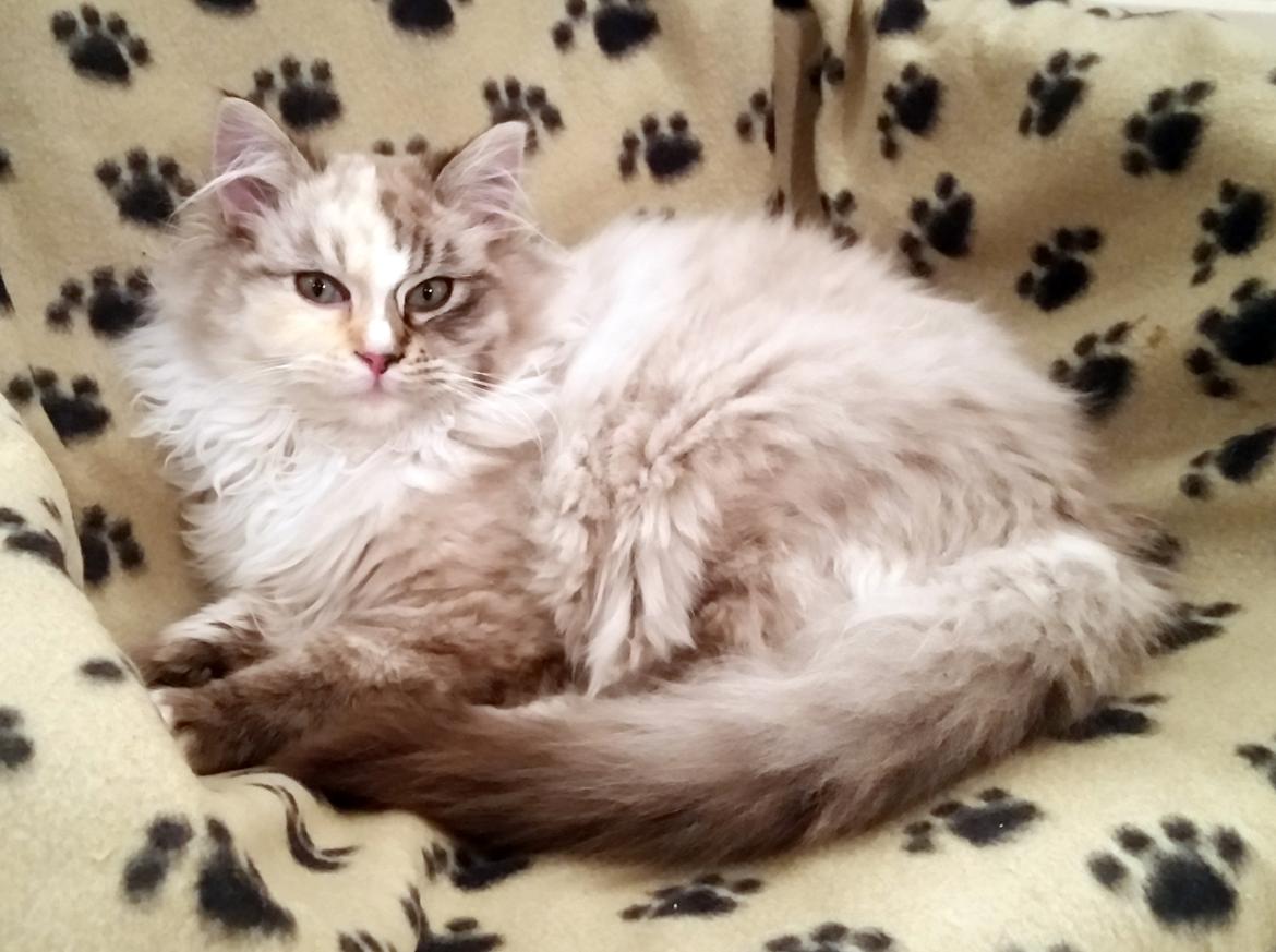 Ragdoll Shady Acres Sweet Dakota billede 8