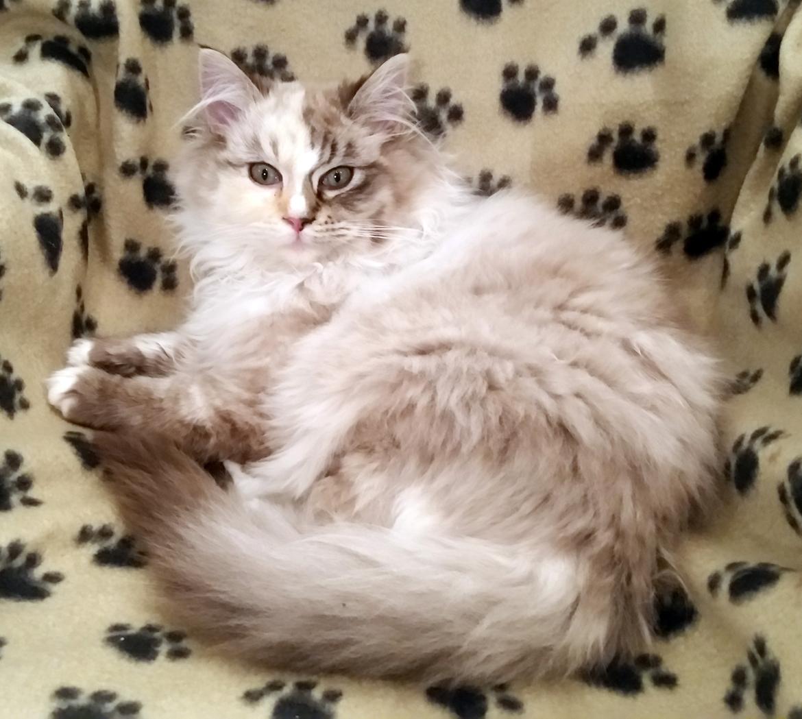 Ragdoll Shady Acres Sweet Dakota billede 9