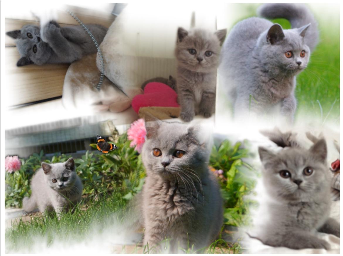 British Shorthair Guddi(Petrines Gurli) billede 32