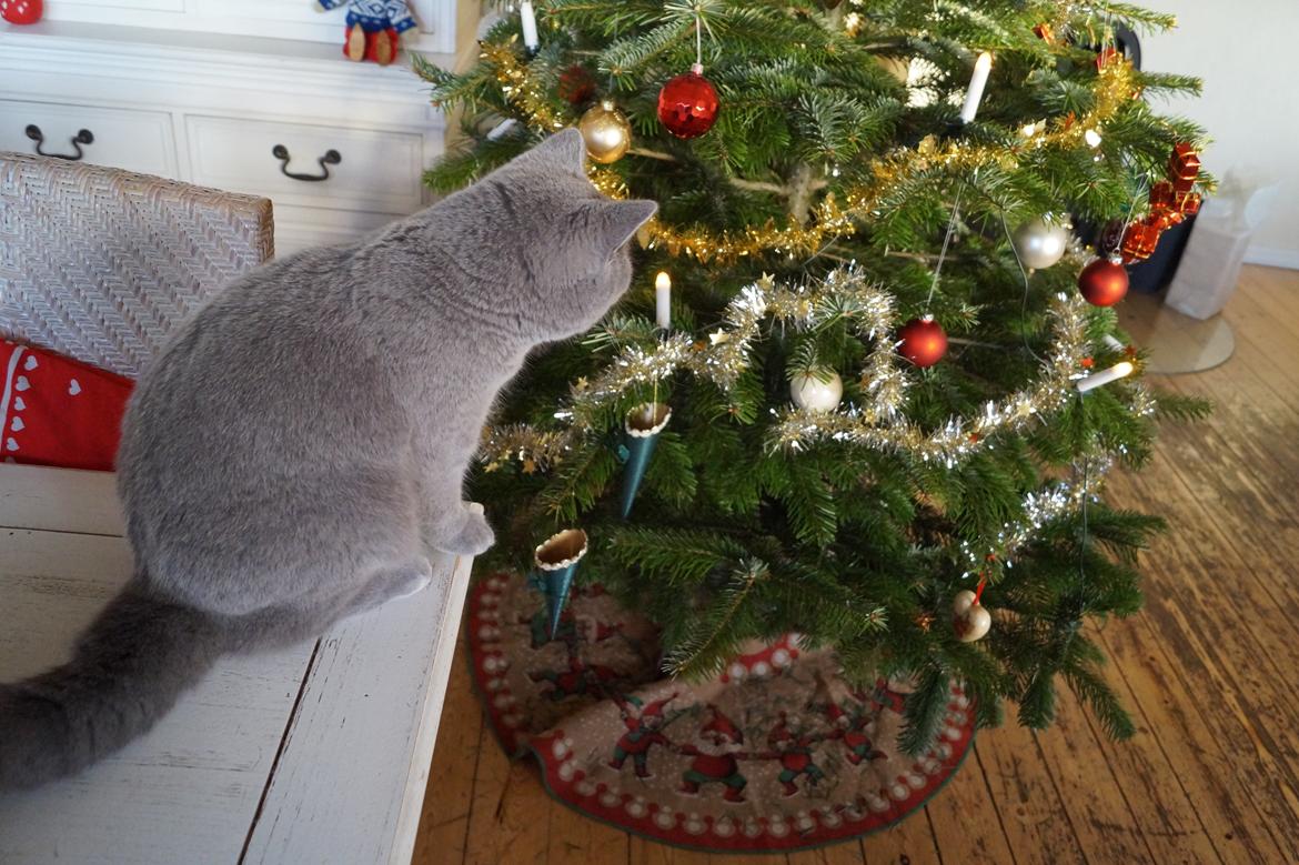 British Shorthair Guddi(Petrines Gurli) - Guddis første jul 2015 billede 36