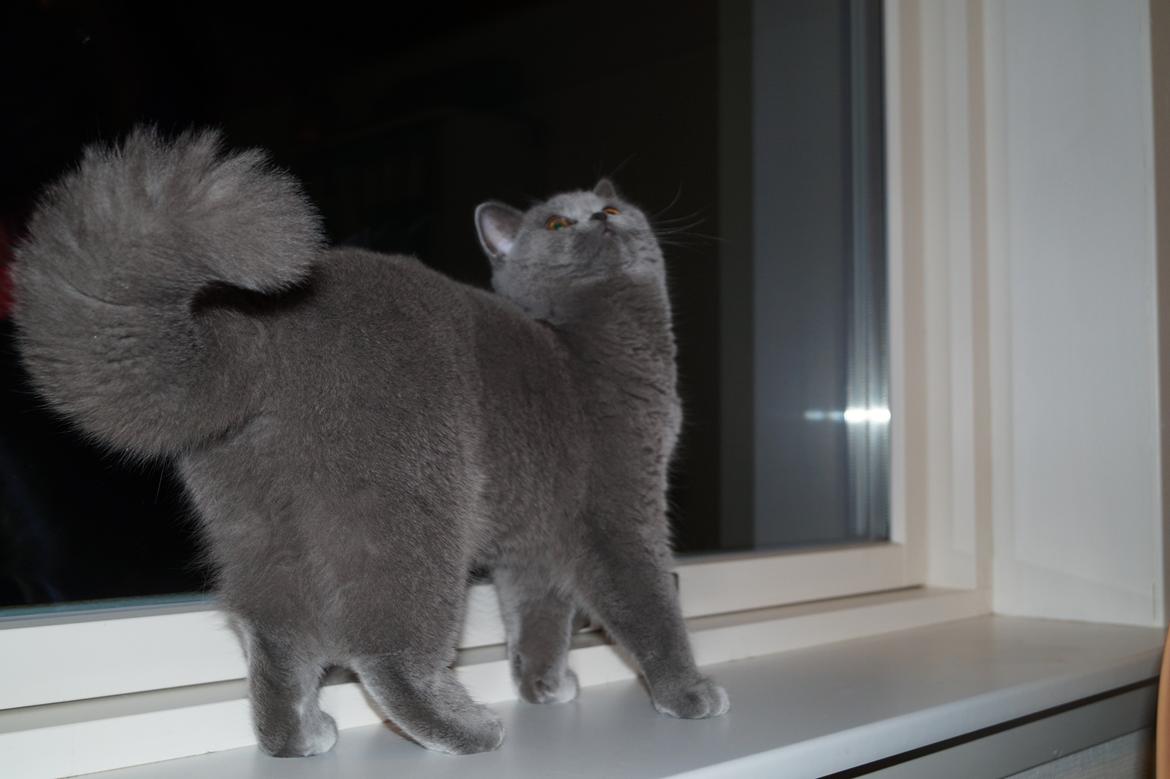 British Shorthair Guddi(Petrines Gurli) - model mis billede 38