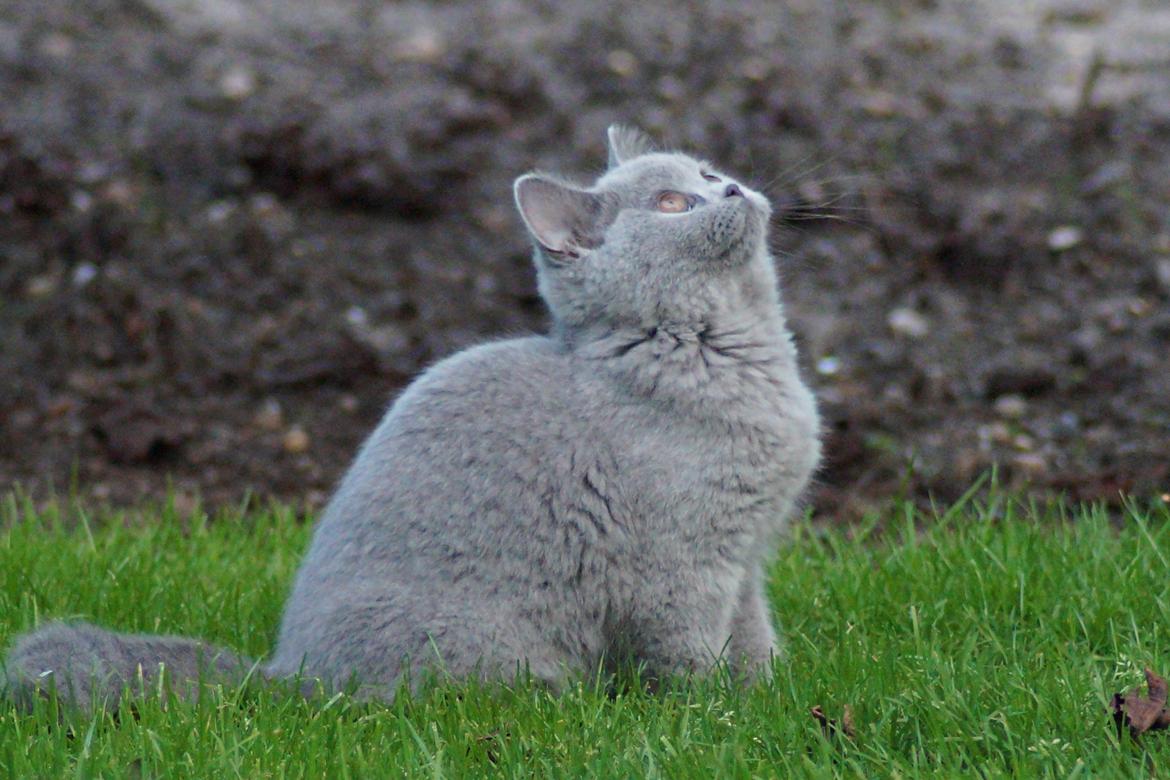 British Shorthair Guddi(Petrines Gurli) billede 30