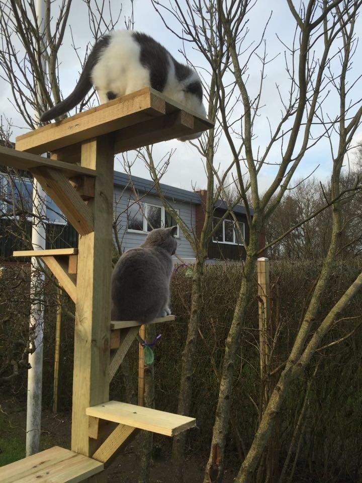 Huskat Musse billede 14