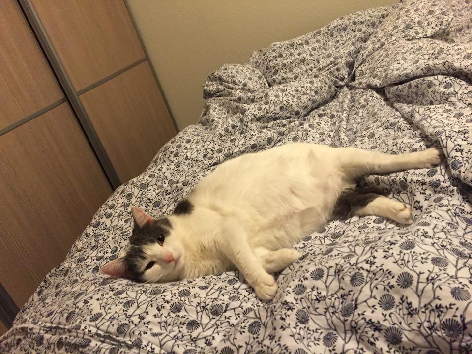 Huskat Musse billede 15