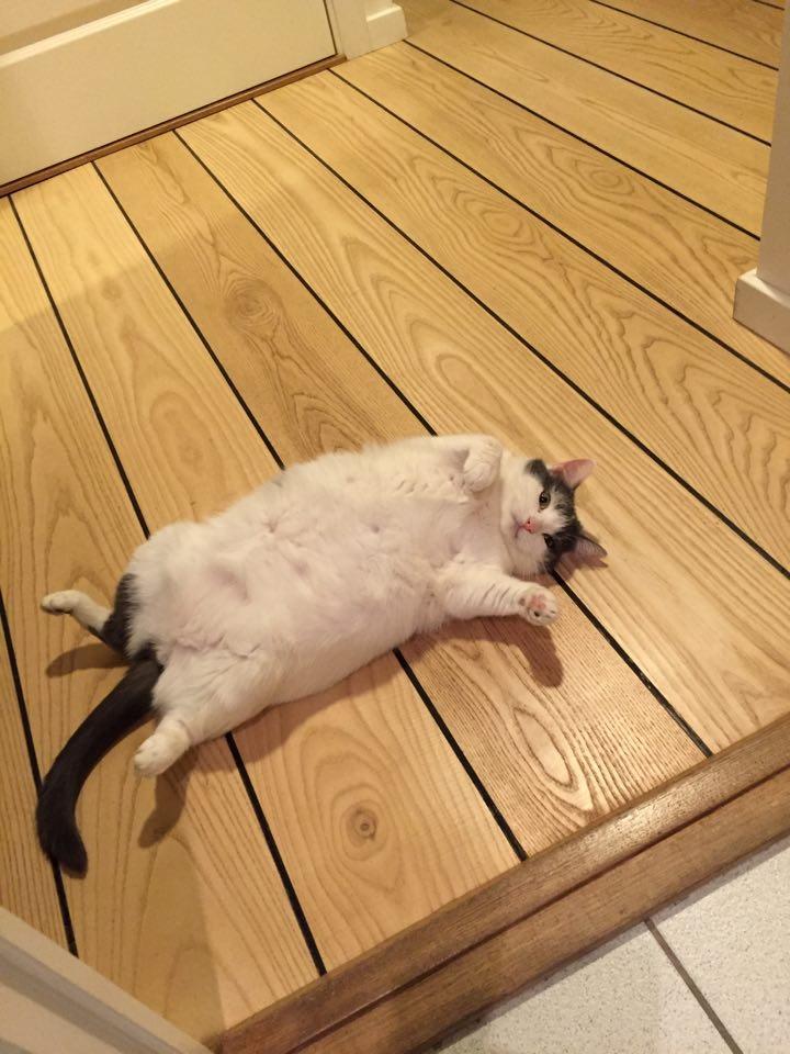 Huskat Musse billede 12