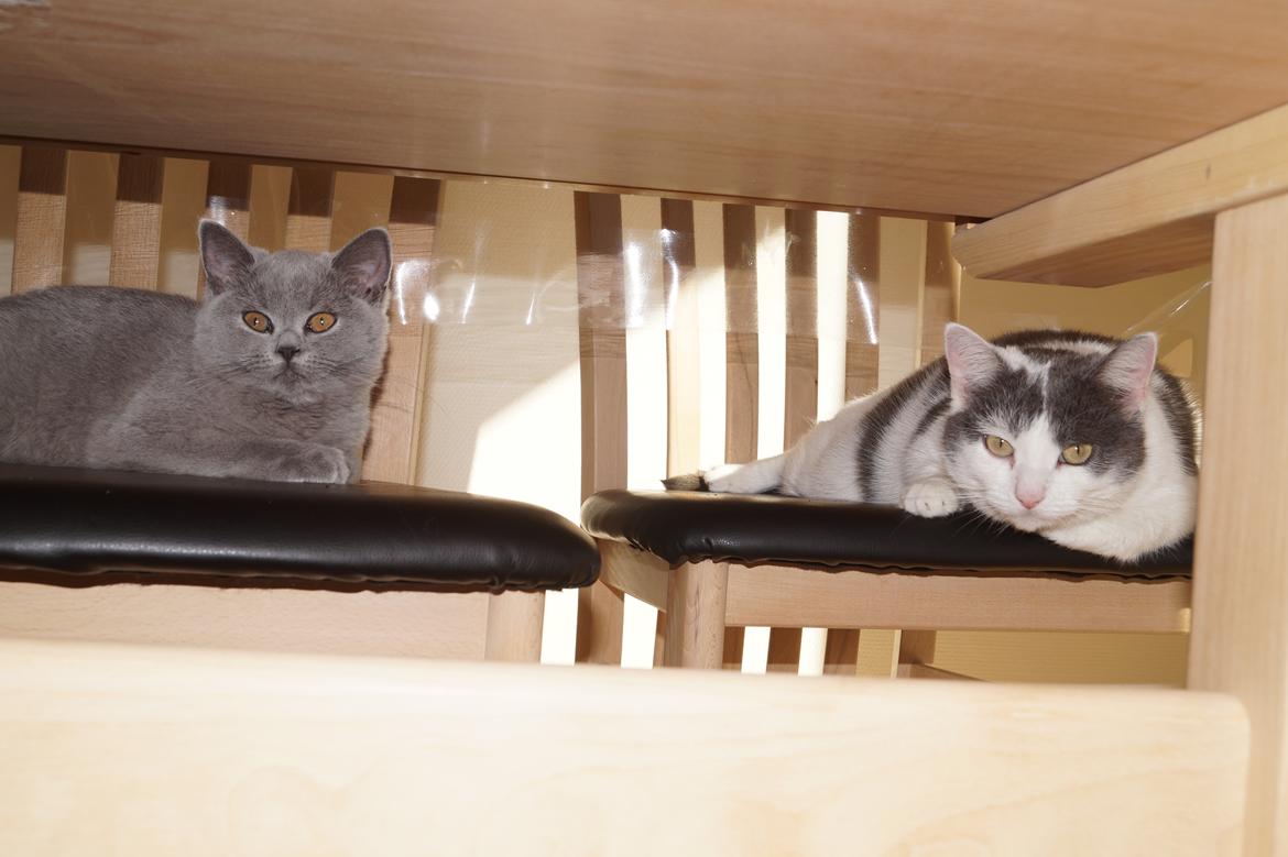 Huskat Musse billede 16