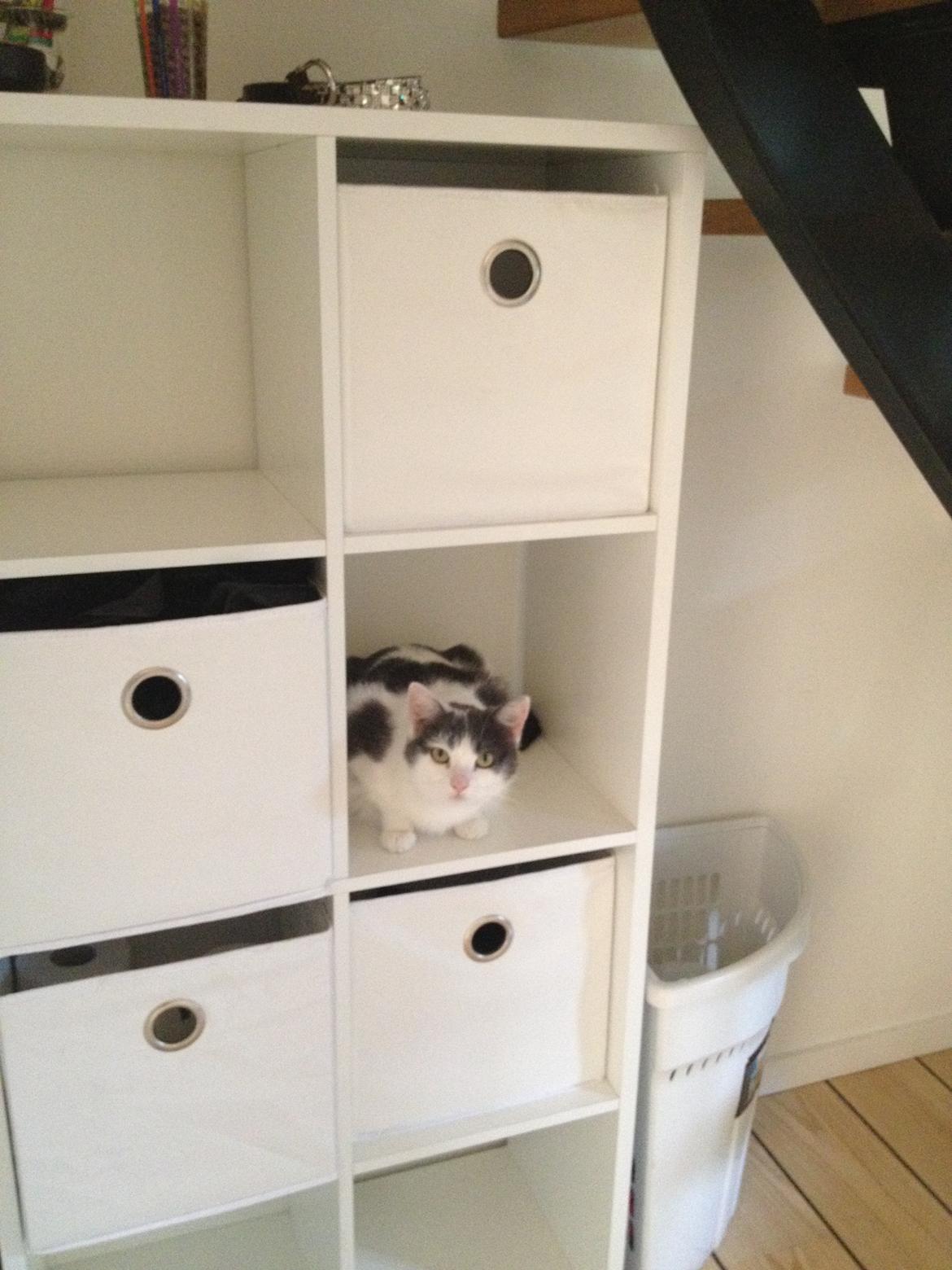 Huskat Musse billede 17