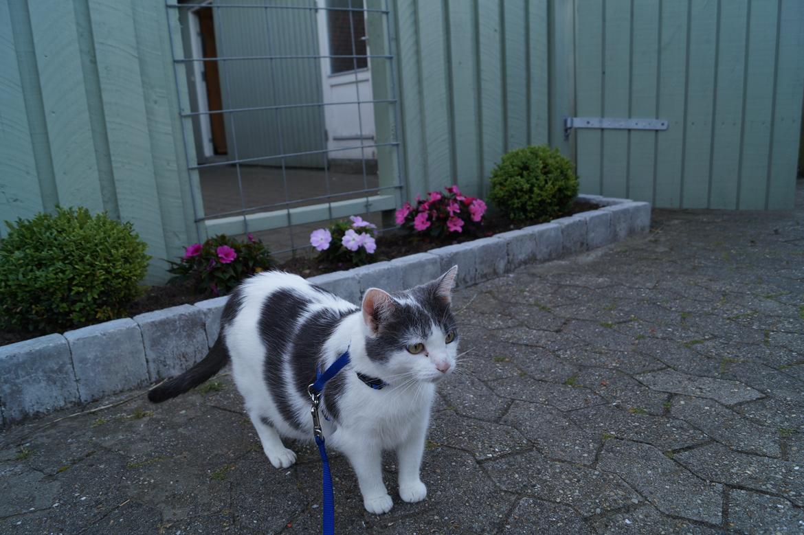 Huskat Musse billede 13