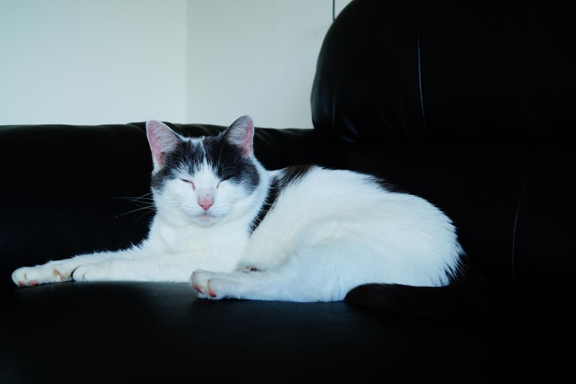 Huskat Musse billede 19