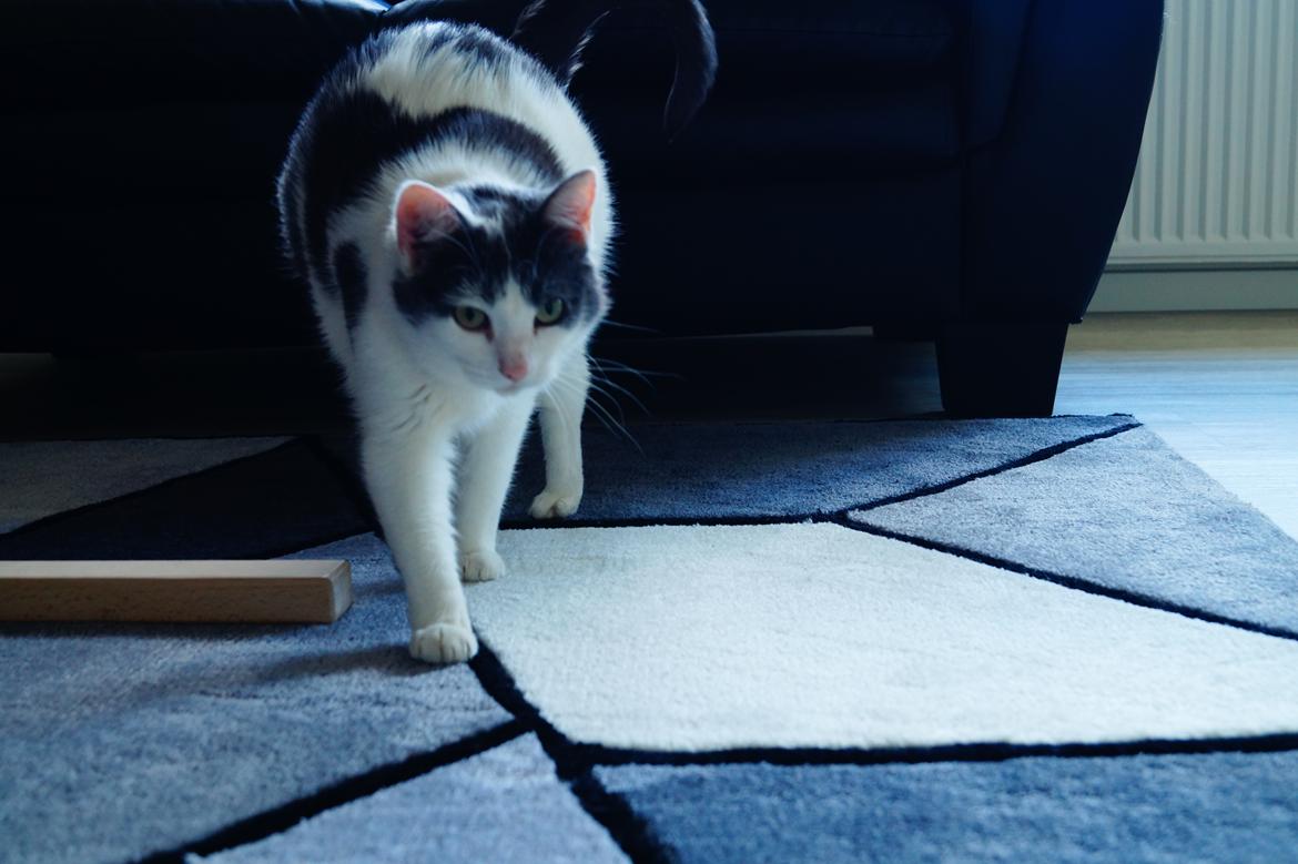 Huskat Musse billede 11