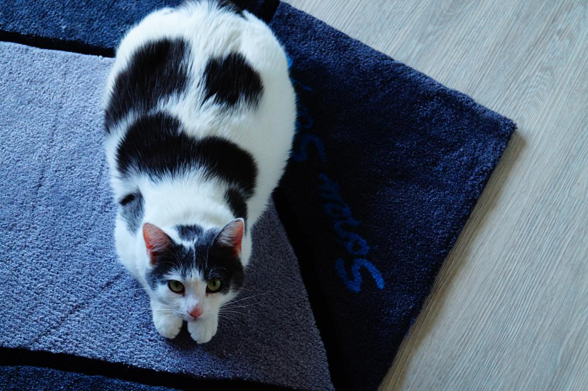 Huskat Musse billede 10