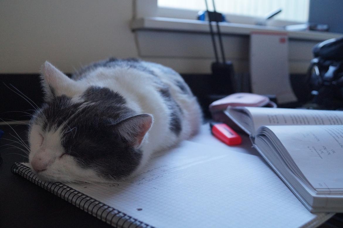 Huskat Musse billede 20