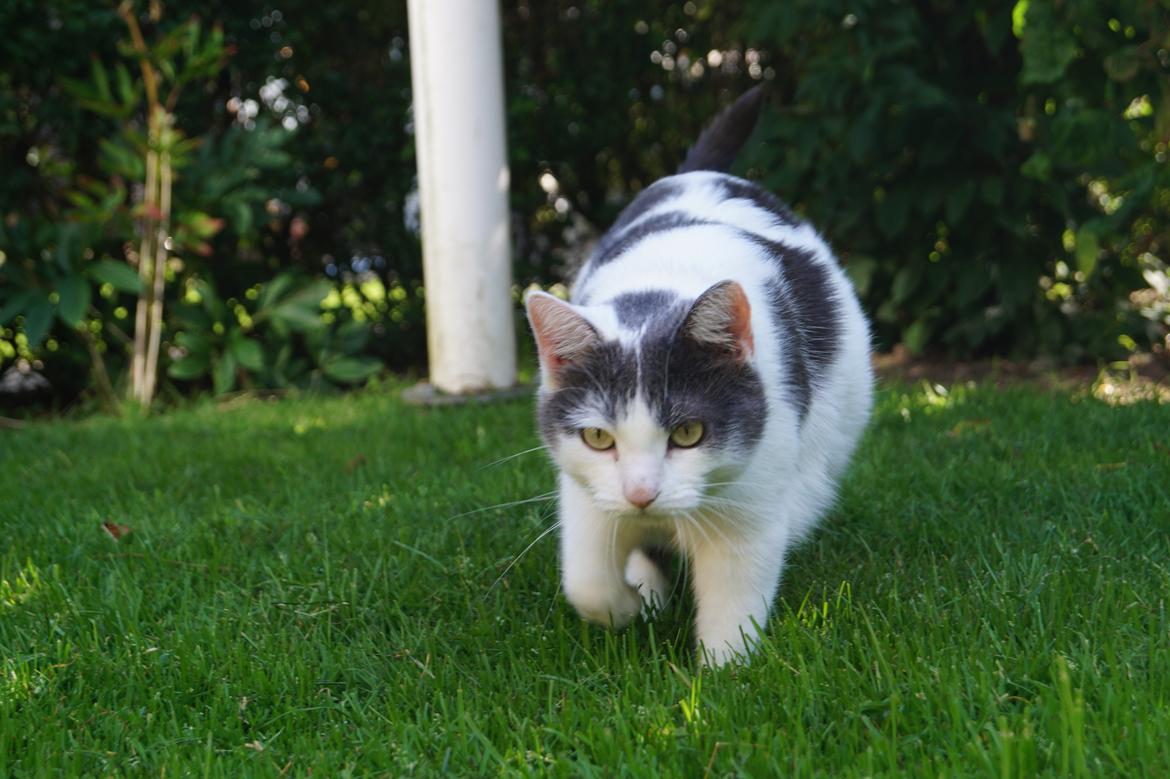 Huskat Musse billede 9