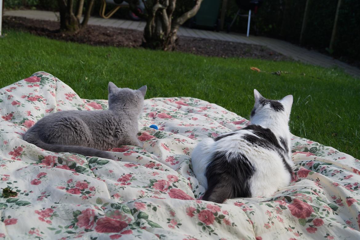 Huskat Musse billede 22