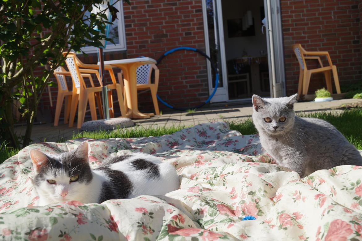 Huskat Musse billede 21