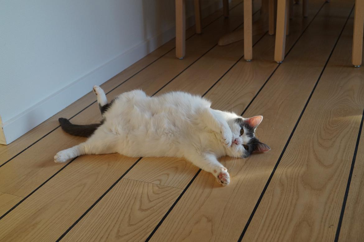 Huskat Musse billede 23