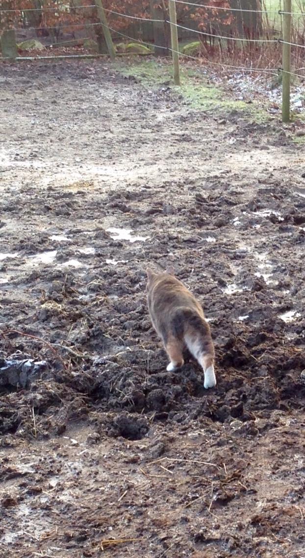 Reersø Mille *Himmelmis* billede 29