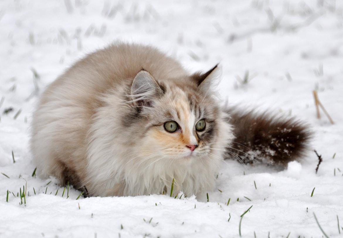 Ragdoll Shady Acres Sweet Dakota billede 10