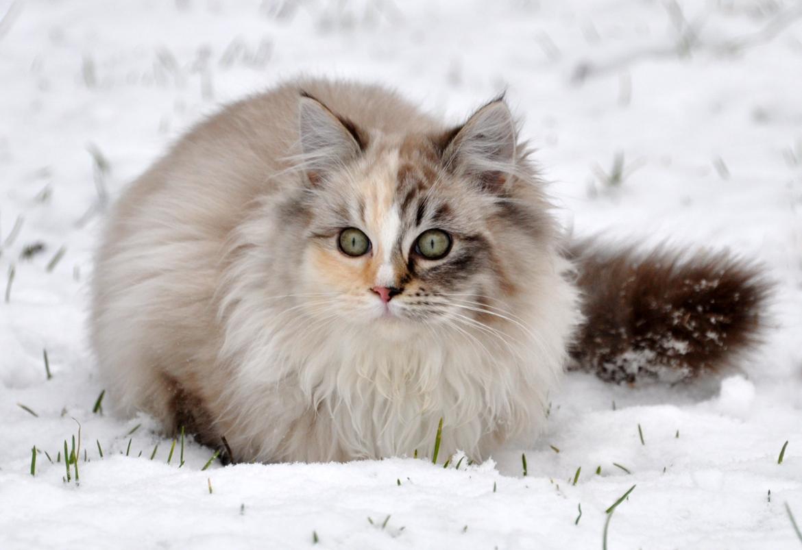 Ragdoll Shady Acres Sweet Dakota billede 11