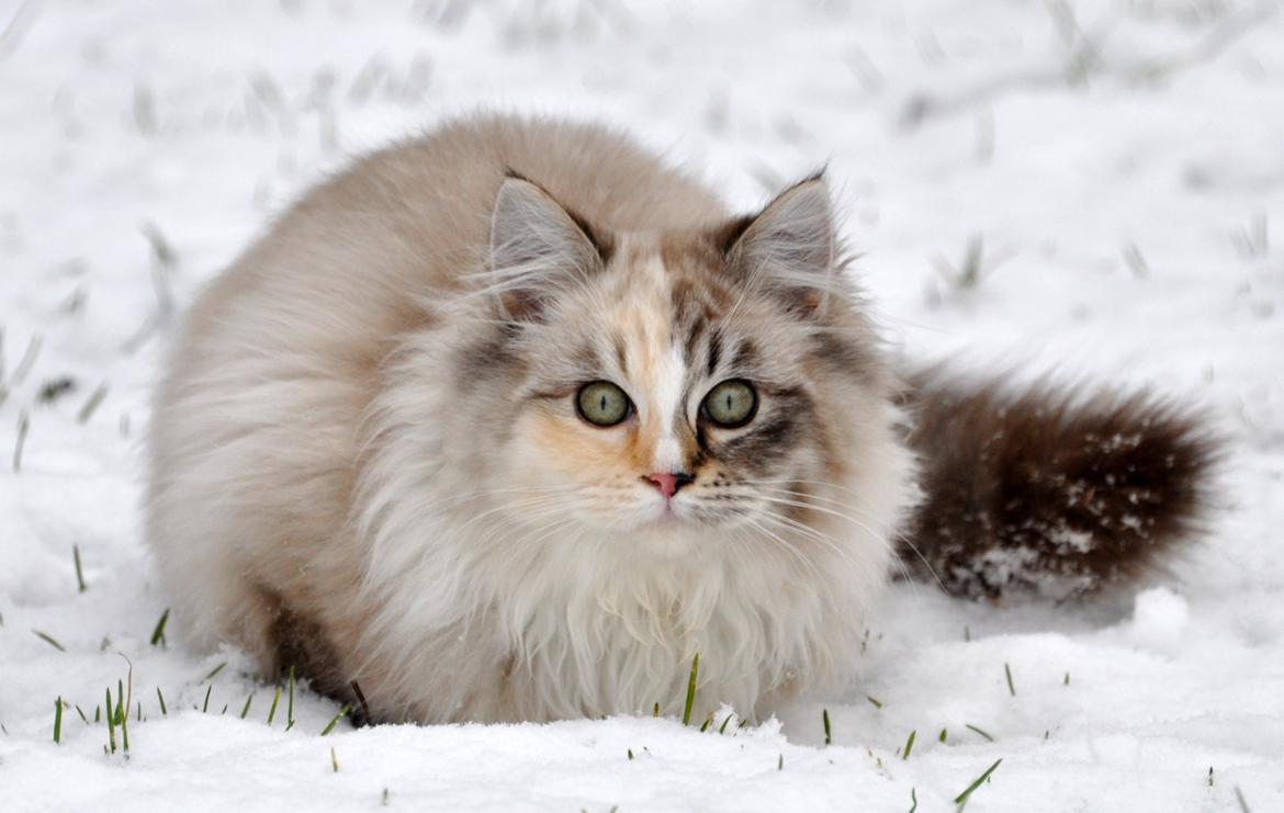 Ragdoll Shady Acres Sweet Dakota billede 12