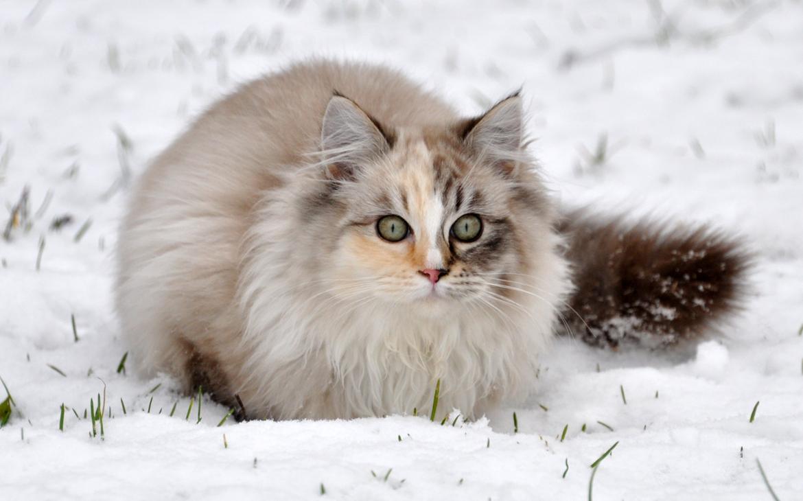 Ragdoll Shady Acres Sweet Dakota billede 13