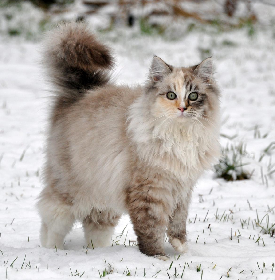 Ragdoll Shady Acres Sweet Dakota billede 1