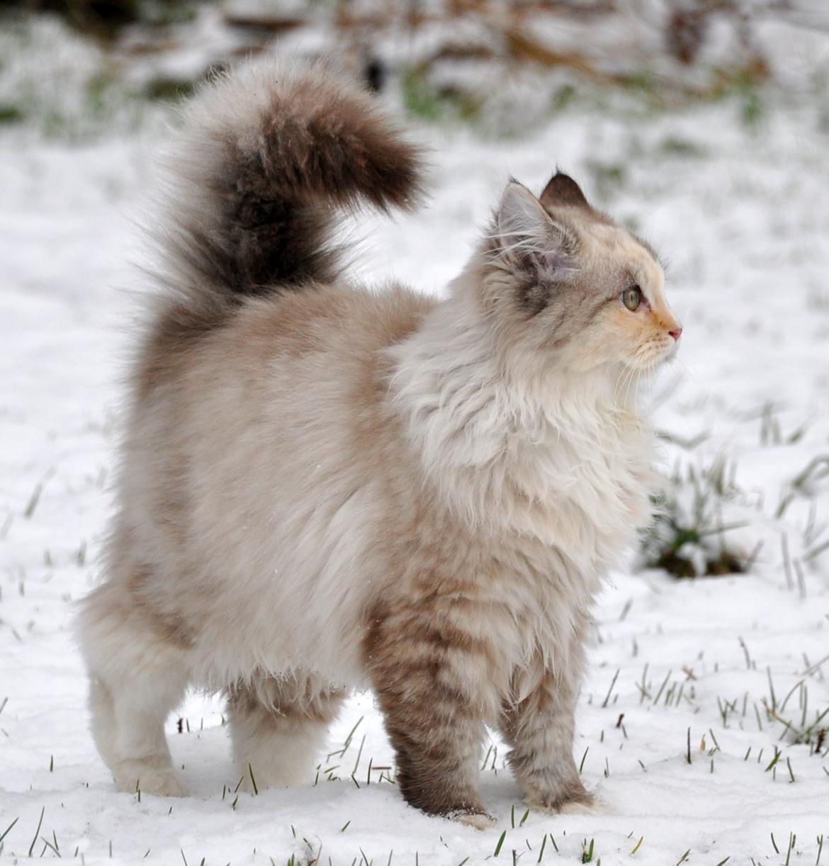 Ragdoll Shady Acres Sweet Dakota billede 15