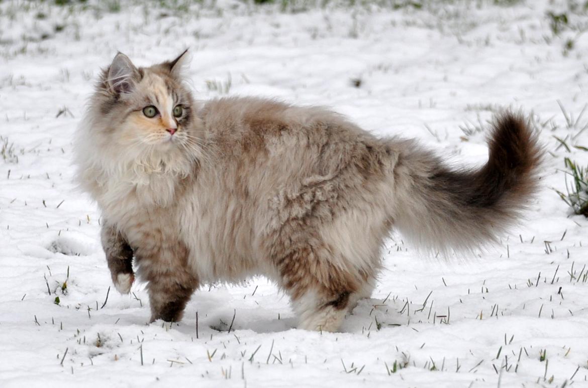 Ragdoll Shady Acres Sweet Dakota billede 14