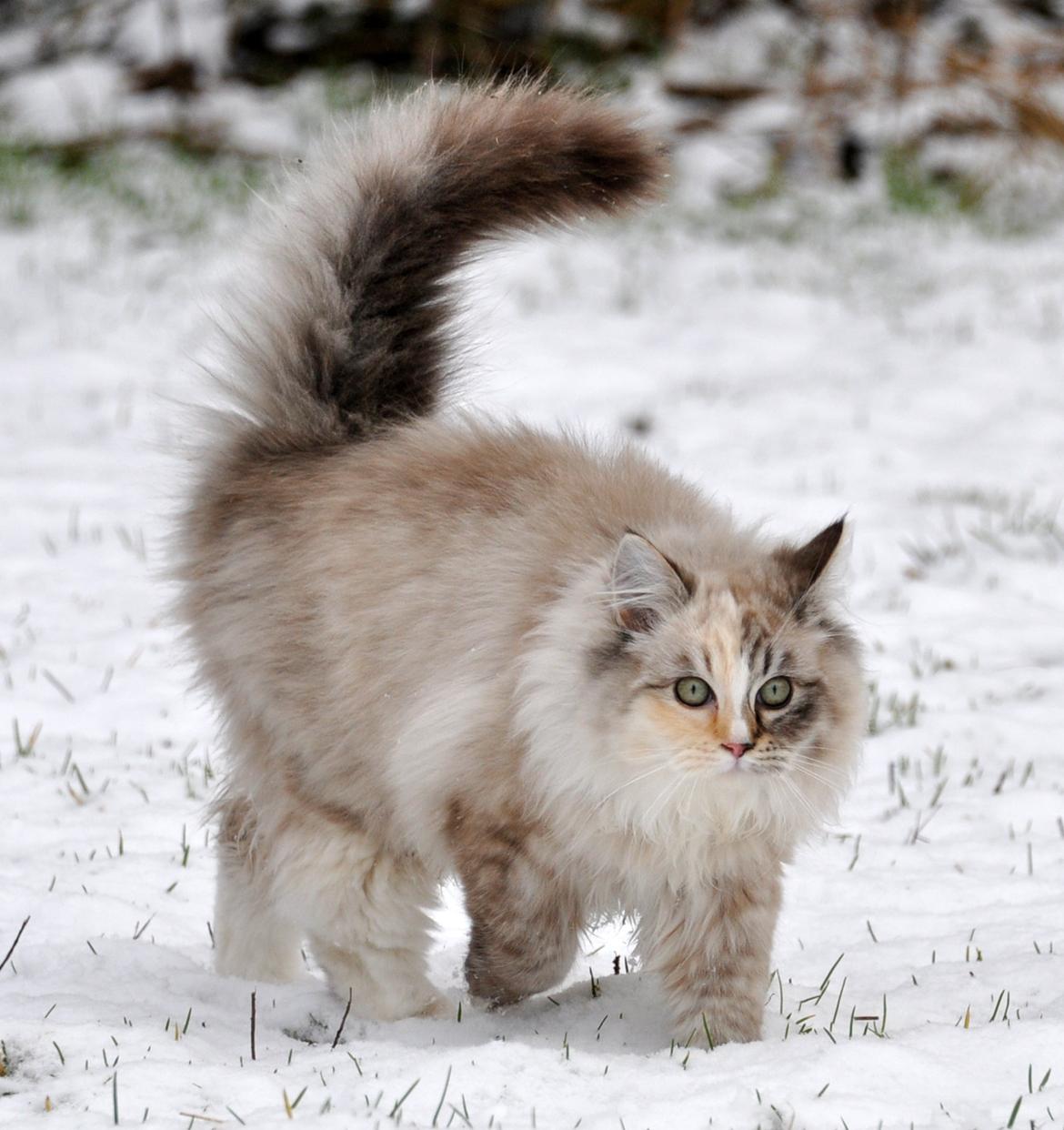 Ragdoll Shady Acres Sweet Dakota billede 16