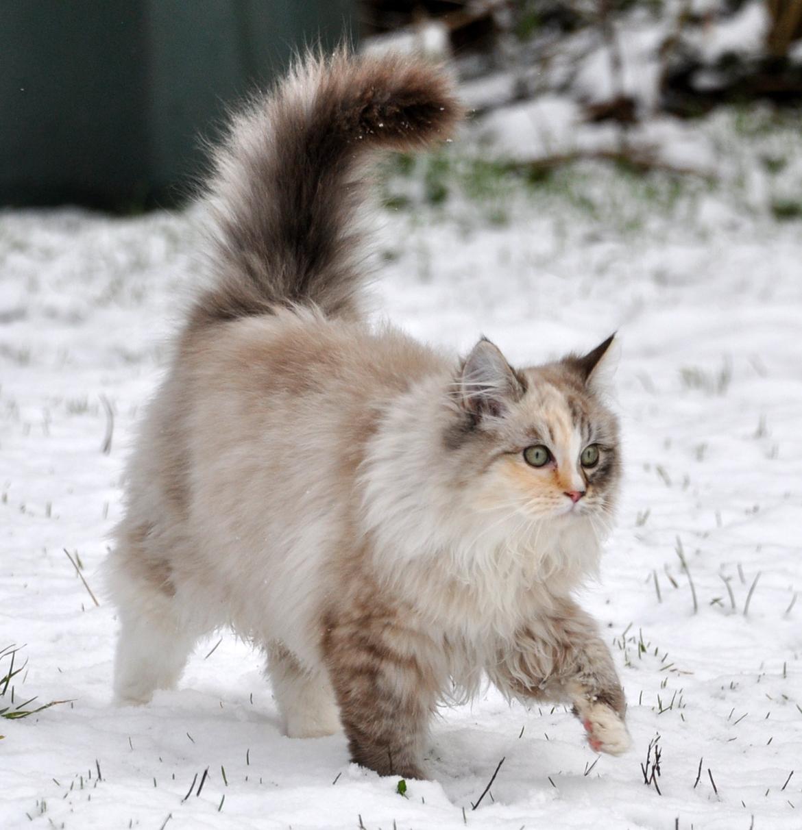 Ragdoll Shady Acres Sweet Dakota billede 18