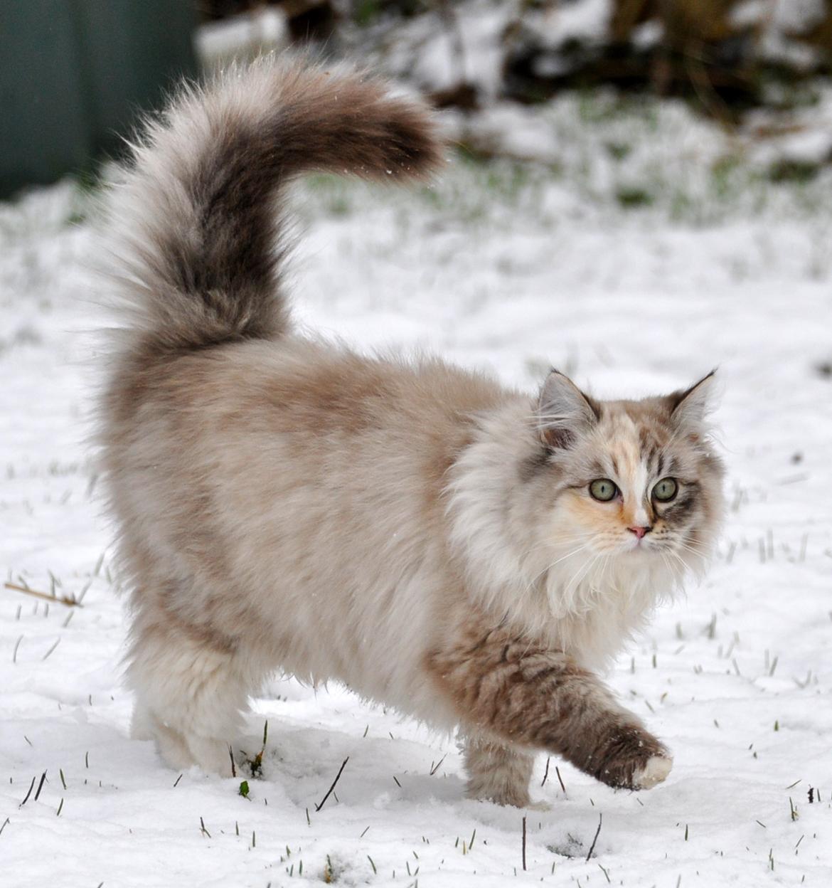 Ragdoll Shady Acres Sweet Dakota billede 17