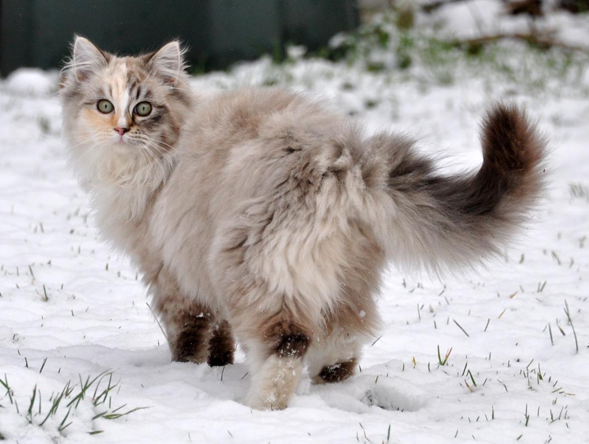 Ragdoll Shady Acres Sweet Dakota billede 19