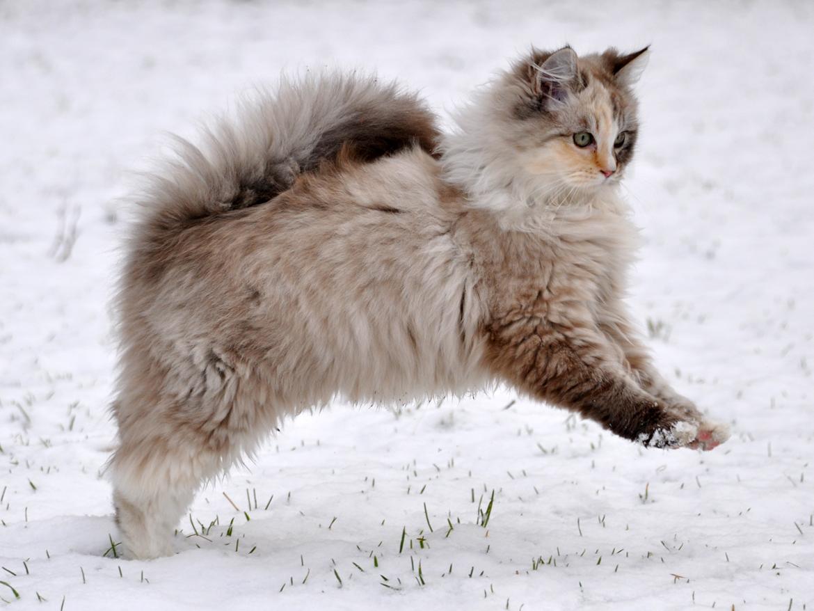 Ragdoll Shady Acres Sweet Dakota billede 20