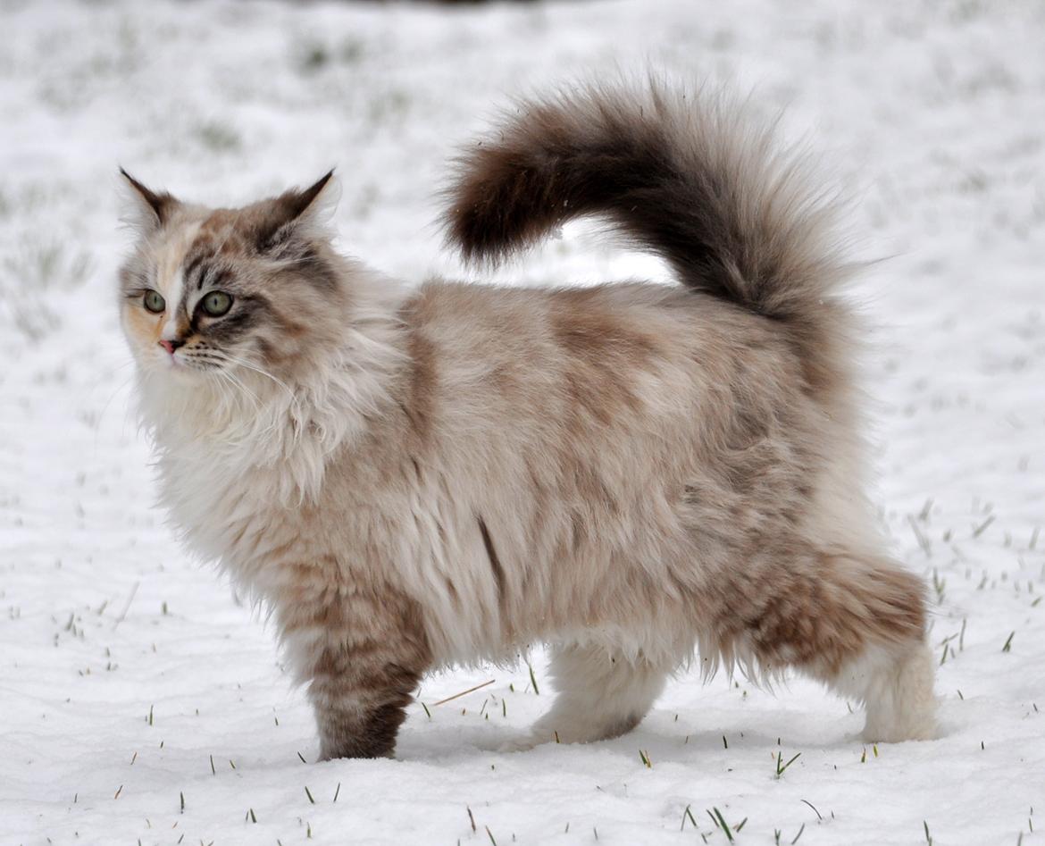 Ragdoll Shady Acres Sweet Dakota billede 21