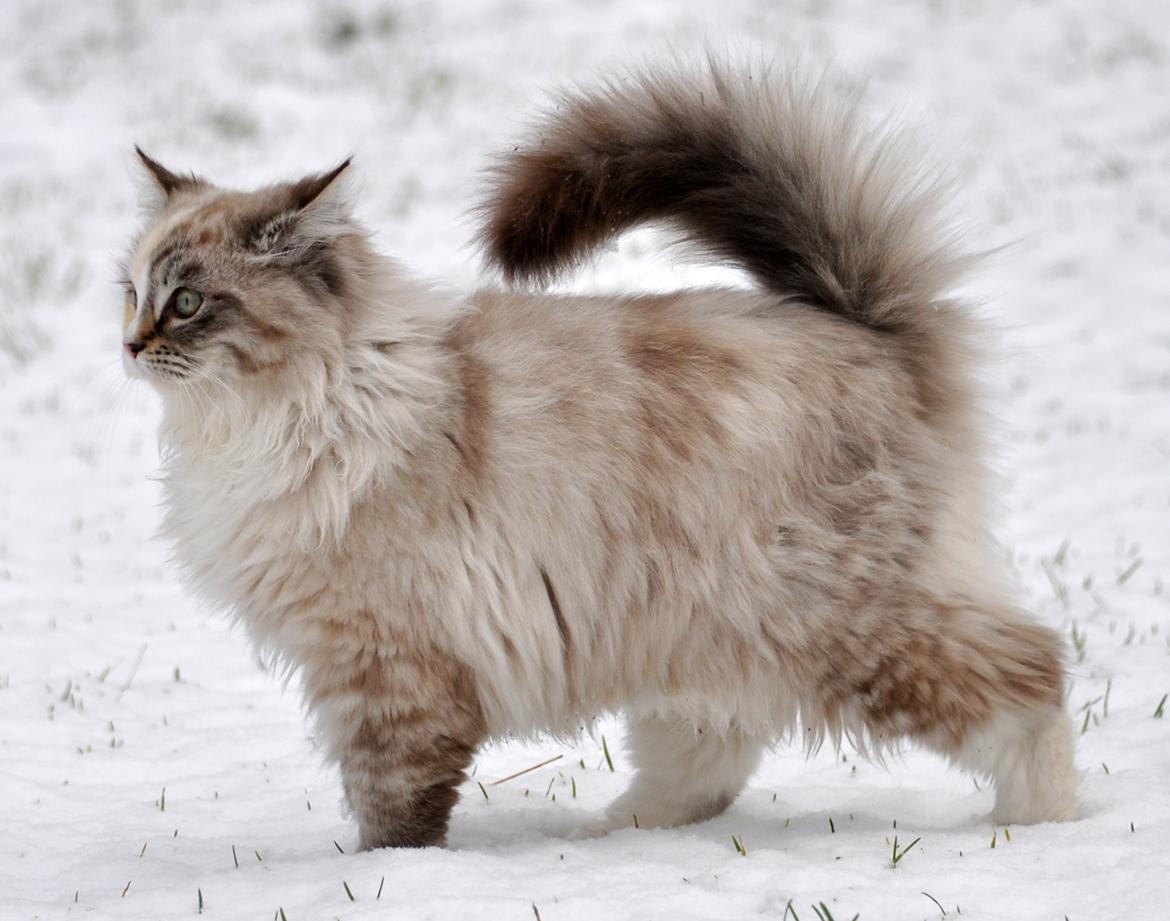 Ragdoll Shady Acres Sweet Dakota billede 22