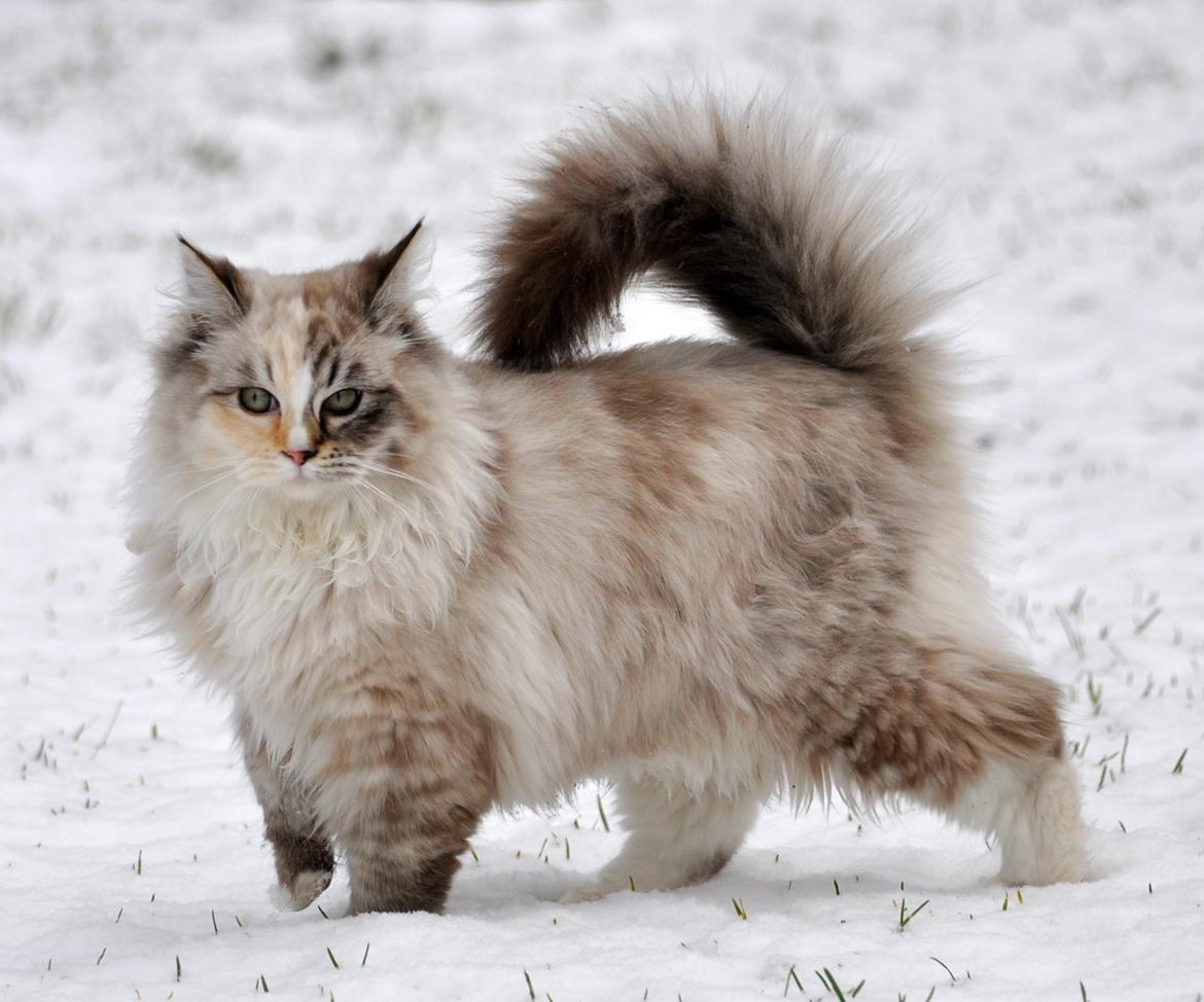 Ragdoll Shady Acres Sweet Dakota billede 23