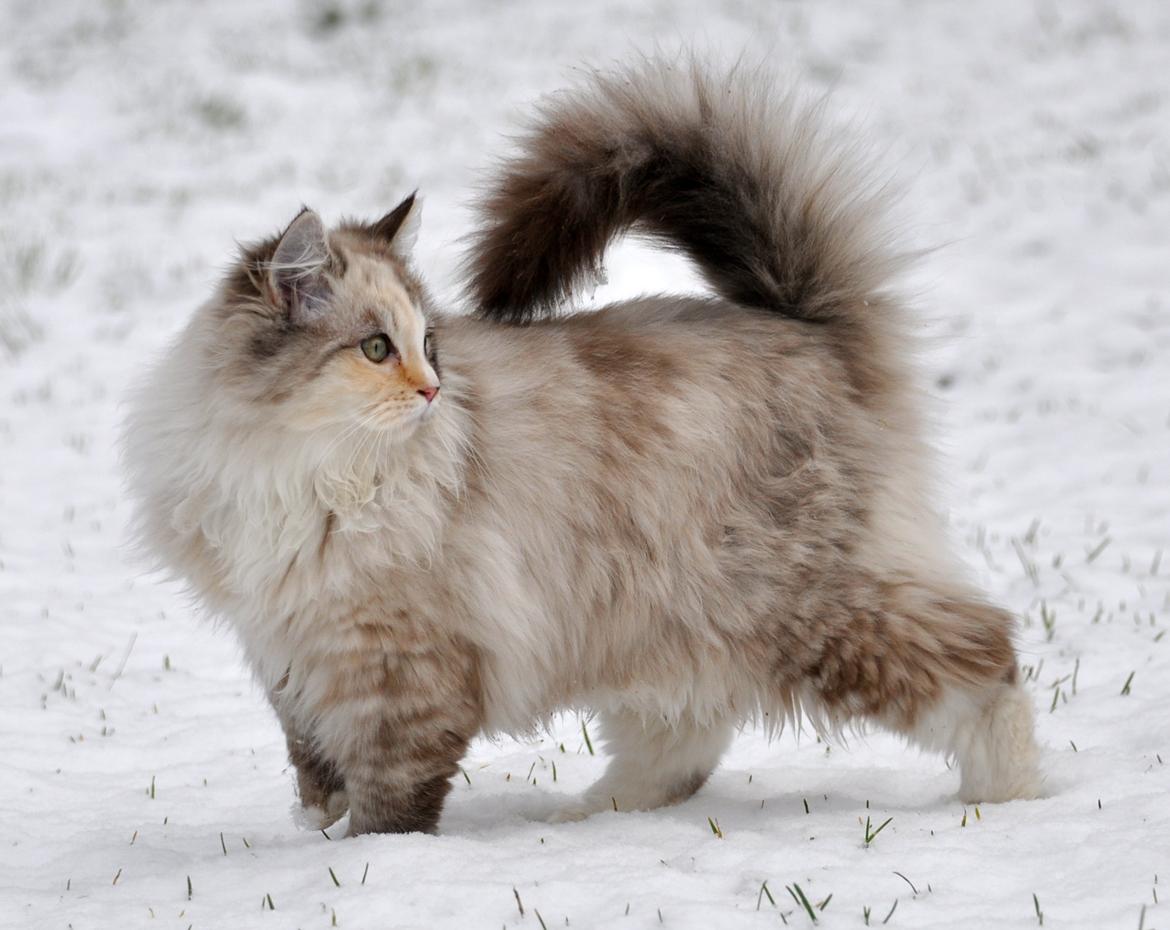 Ragdoll Shady Acres Sweet Dakota billede 24