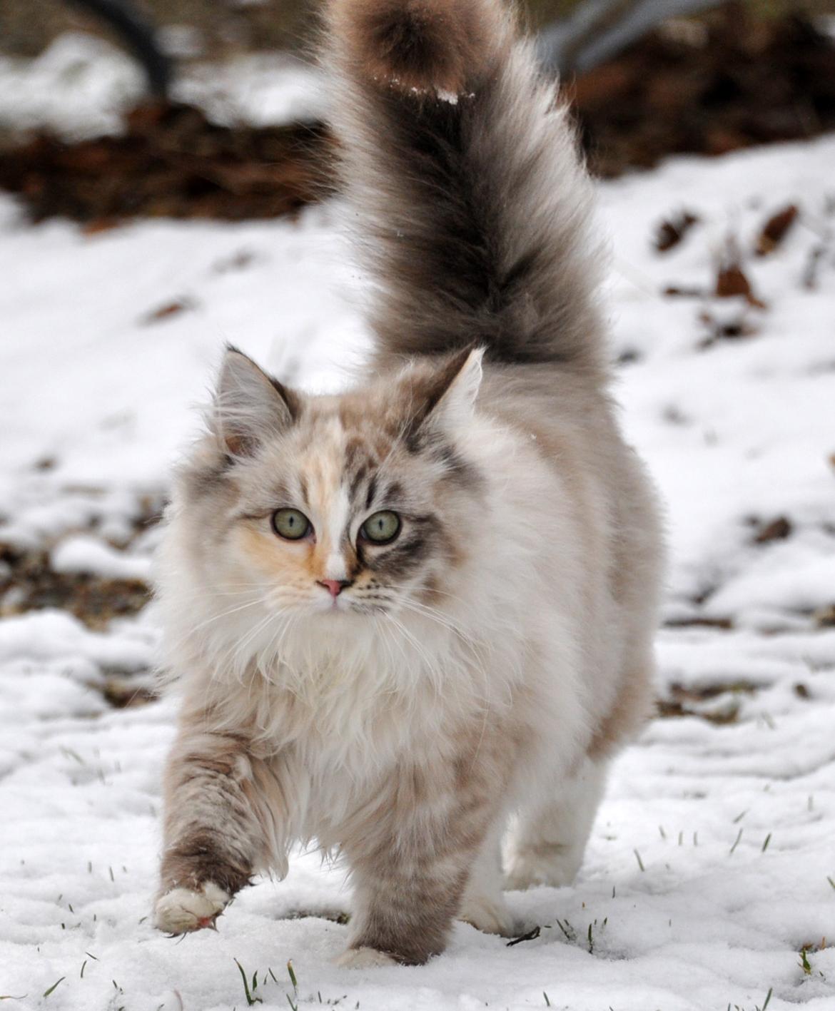 Ragdoll Shady Acres Sweet Dakota billede 25