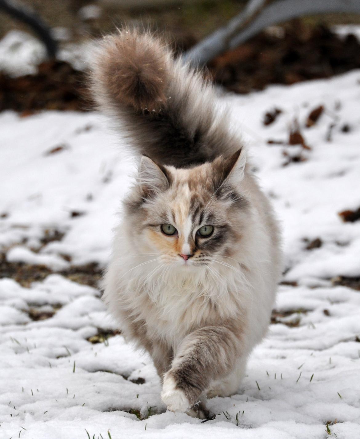 Ragdoll Shady Acres Sweet Dakota billede 26