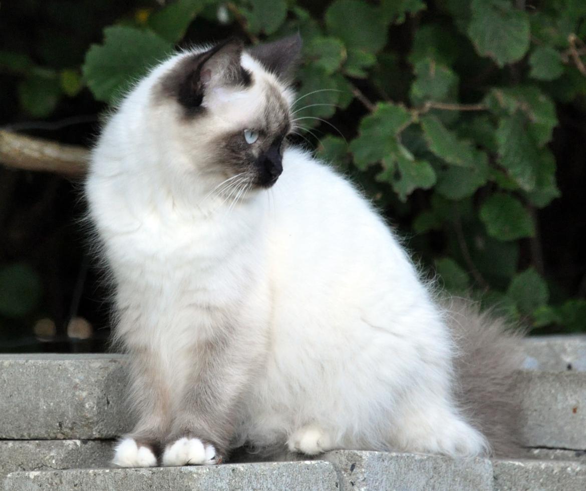Ragdoll Shady Acres Marshmallow billede 15