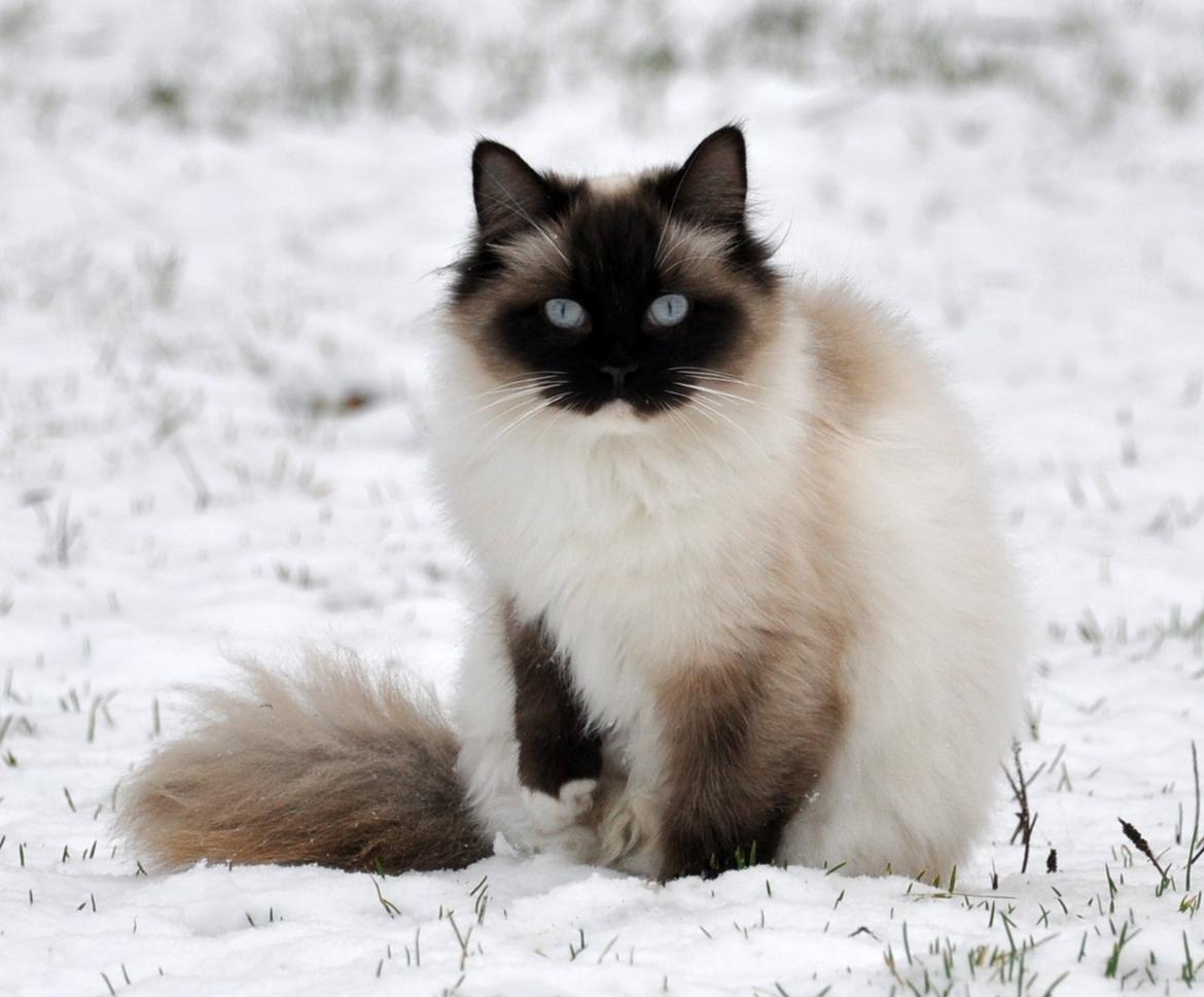 Ragdoll Shady Acres Marshmallow billede 3