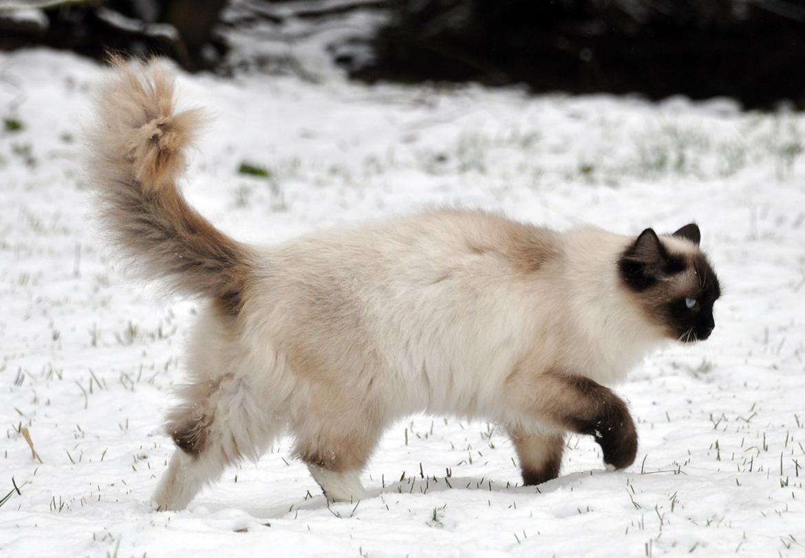 Ragdoll Shady Acres Marshmallow billede 5